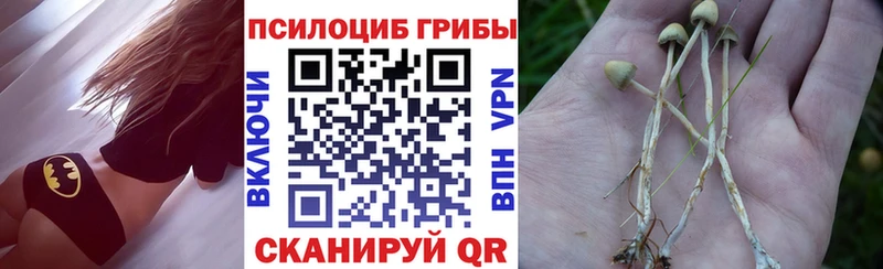 где купить наркоту  блэк спрут сайт  darknet телеграм  Славск  Псилоцибиновые грибы Cubensis 
